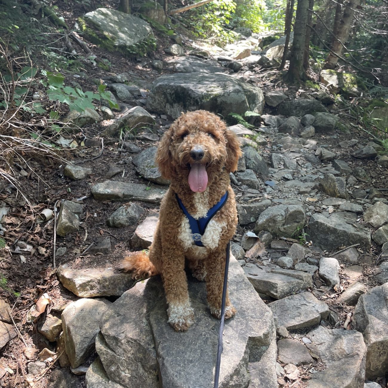 Hiking Dog