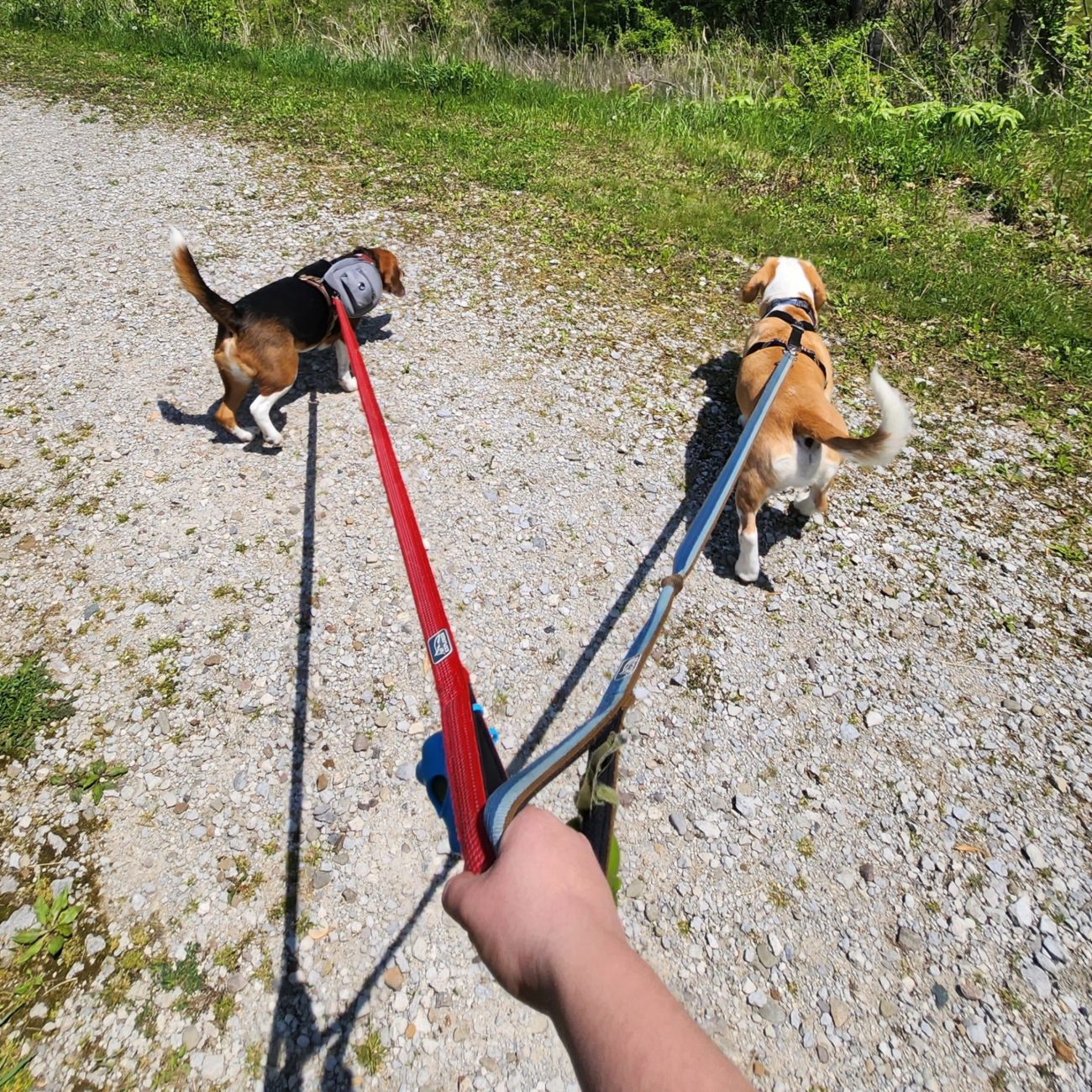 Walking Dogs